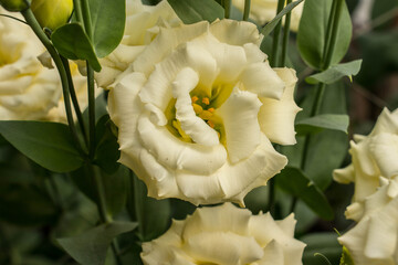 eustoma