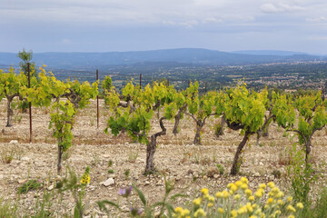 Fototapeta na wymiar South France. Summer landscape. Mountain vineyard in Provence with cloudy sky 