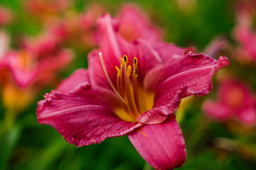 burgundy lily flower