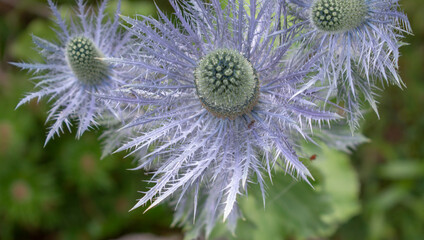 The Alpine sea holly (Eryngium alpinum) also known as Alpine eryngo or Queen of the Alps blooming in the summer.