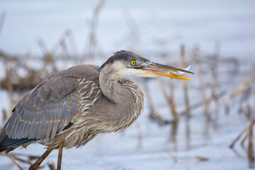 great blue heron