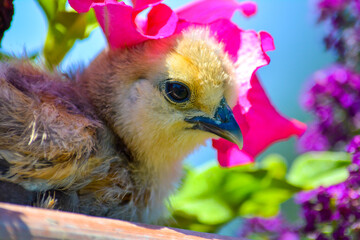 easter chicken and eggs