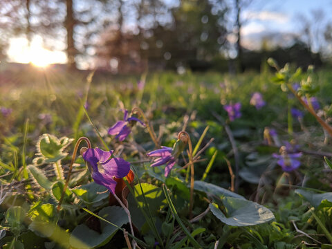 Soft focus of purple flowers blooming at a field with a sun glare in the backgroun