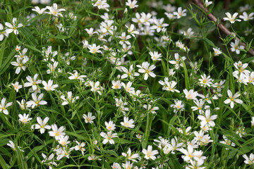 Stellaria holostea white flowers. Chickweed, stitchwort forest or meadow flowers on a green natural background.