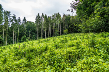 Obraz premium Wiederaufforstung und Wiederbegrünung im Mischwald