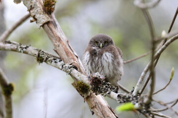 young Eurasian pygmy owl (Glaucidium passerinum) Swabian Jura Germany