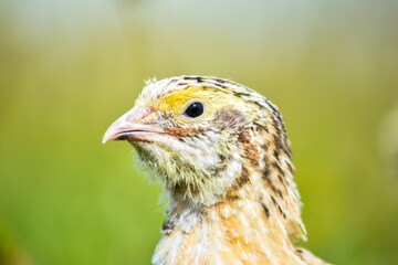 close up of a chicken