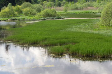 Overgrown lake or pond. Beautiful landscape with lake on a summer day.