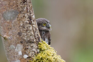 young Eurasian pygmy owl (Glaucidium passerinum) Swabian Jura Germany