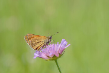 Dickkopffalter auf einer Akerwitwenblume (Knautia arvensis).