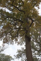 Fototapeta premium Tall Tree