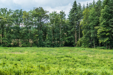 Fototapeta premium Wiederaufforstung und Wiederbegrünung im Mischwald