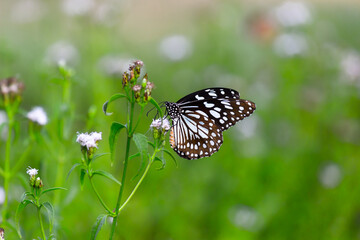  blue spotted milkweed butterfly or danainae or milkweed butterfly feeding on the flower plants in natural 
 environment, macro shots, butterfly garden, 
