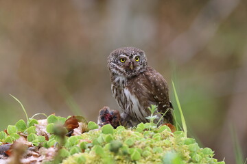 Eurasian pygmy owl (Glaucidium passerinum) Swabian Jura Germany