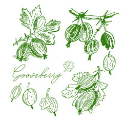 Fototapeta premium Gooseberry with leaves on a branch, isolated elements, vector illustration, logo, hand-drawing for texture, pattern, design.