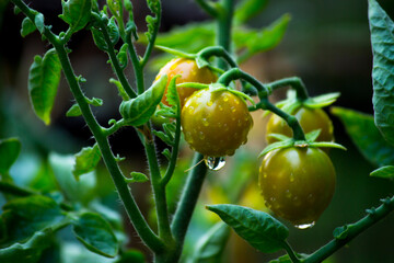 Organic tomato plant growing in greenhouse. Fresh bunch of red natural tomatoes on plant in the vegetable garden. Organic farming,
 healthy food,  and back to nature concept.
