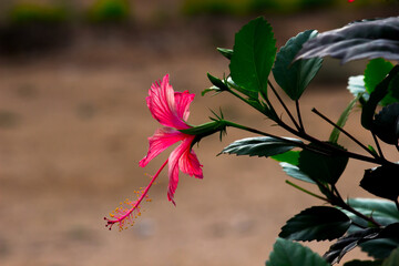 Hibiscus is a genus of flowering plants in the mallow family, Malvaceae. The genus is quite large, 
 comprising several hundred species that are native to warm temperate, subtropical and tropical regi