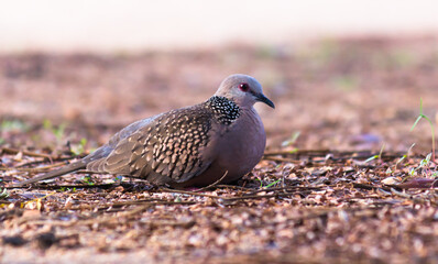 The European turtle dove is a member of the bird family Columbidae, the doves and pigeons. 
It breeds over a wide area of the south western Palearctic including north Africa but migrates to northern s