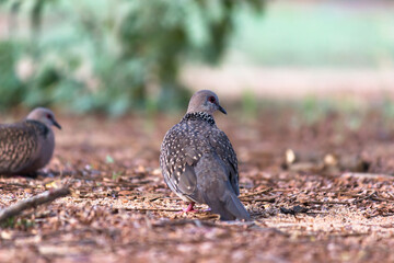 The European turtle dove is a member of the bird family Columbidae, the doves and pigeons. 
It breeds over a wide area of the south western Palearctic including north Africa but migrates to northern s