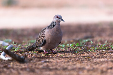 The European turtle dove is a member of the bird family Columbidae, the doves and pigeons. 
It breeds over a wide area of the south western Palearctic including north Africa but migrates to northern s