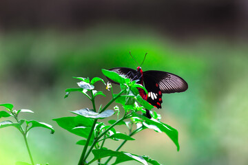 Papilio polytes, the common Mormon, is a common species of swallowtail butterfly widely distributed across Asia.  This butterfly is known for the mimicry displayed by the numerous forms of its female