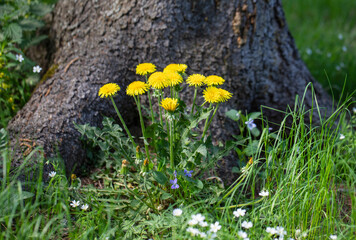Dandelion yellow flowers on a green meadow on a sunny day. Dandelions bush near the tree. Spring flowers background.