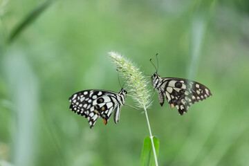 The Common Lime Butterfly, lime swallowtail and chequered swallowtail sitting on the flower plants in its natural habitat with a nice soft blurry background.
