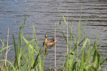 A bird sitting on top of a body of water