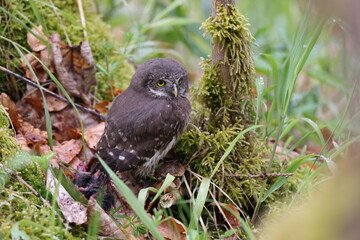young Eurasian pygmy owl (Glaucidium passerinum) Swabian Jura Germany