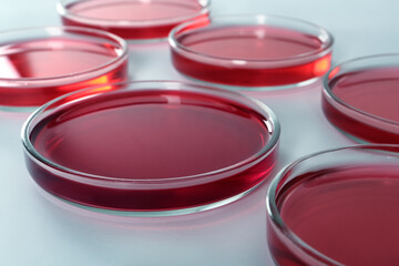 Petri dishes with red liquid on white background, closeup