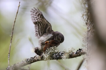 young Eurasian pygmy owl (Glaucidium passerinum) Swabian Jura Germany