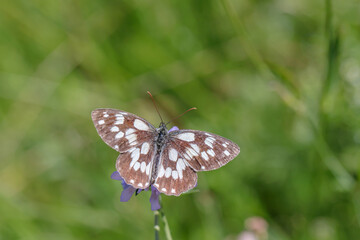 Draufsicht auf einen weiblichen Schachbrettfalter (Melanargia galathea).