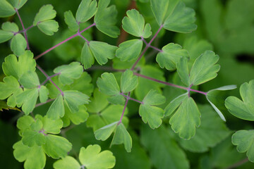 Fototapeta na wymiar Green leaves texture and background. Aquilegia or columbine leaves closeup. Foliage pattern. Top view.
