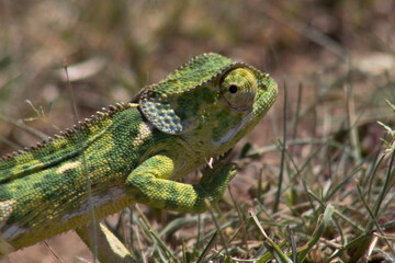 Chameleon on the grass