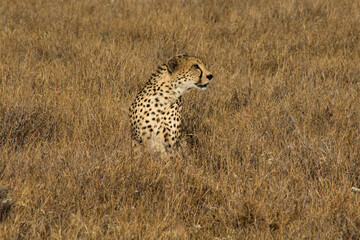cheetah in the wild