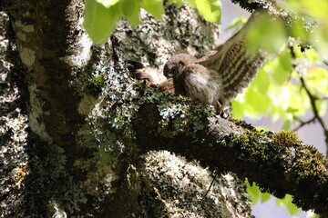 young Eurasian pygmy owl (Glaucidium passerinum) Swabian Jura Germany