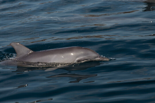 dolphin in the water