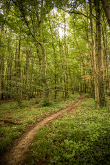 Pfad durch den Wald