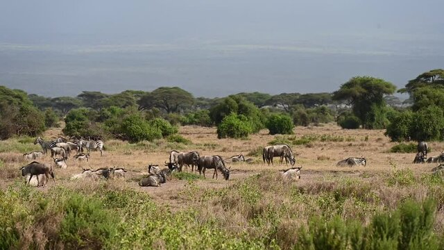 antelopes peacefully call the green grass on the generous savannah 
