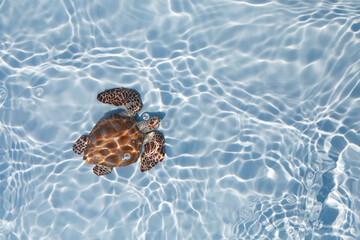 Obraz premium Sea turtle swimming in the blue water. Top view.