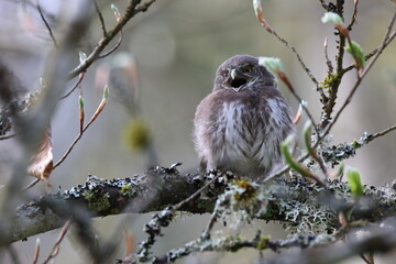 young Eurasian pygmy owl (Glaucidium passerinum) Swabian Jura Germany