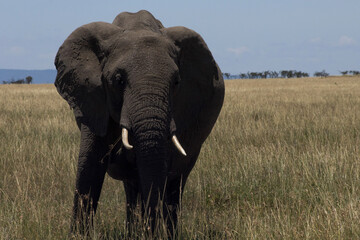 Fototapeta na wymiar elephant in the savannah