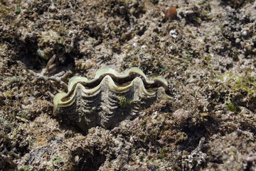 Shell with a pearl on a stone