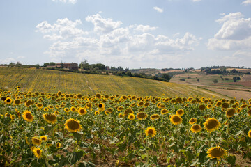 Fototapeta premium Sunflowers in the Italian countryside
