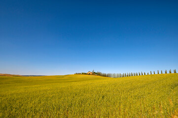 Scenic view with cypresses Tuscan countryside Val d'Orcia Siena Tuscany. Beautiful detail of yellow wheat field in summer with clear blue sky in the distance the Tuscan stone farmhouse. Italy.