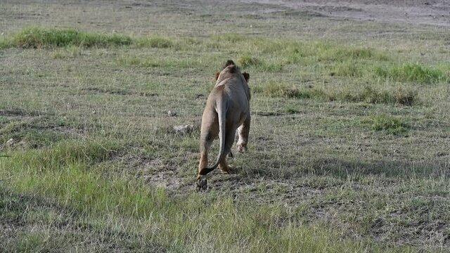 lions rest peacefully at sunset before a night hunt in the savannah of the national park 
