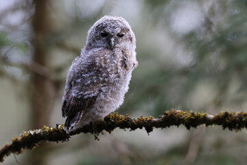 Little Tawny Owl or Brown Owl (Strix Aluco) sitting on the tree in the forest Germany