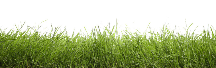 Beautiful lush green grass on white background