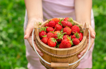 basket with strawberries in the hands of a child close-up outdoors