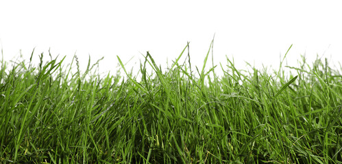Fototapeta premium Beautiful lush green grass on white background